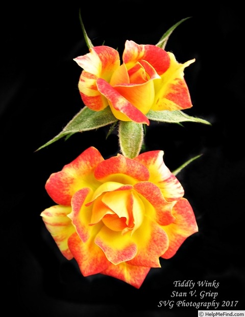 'Tiddly Winks ™' rose photo