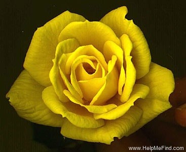 'FL-01 (Peter Harris)' rose photo