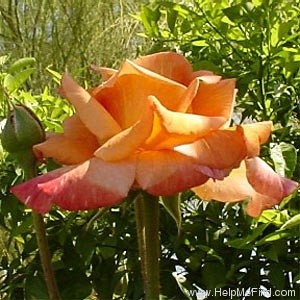 'Arizona (grandiflora, Swim & Weeks, 1973)' rose photo