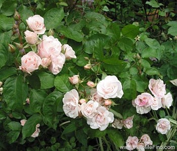 'Easy to Cut' rose photo