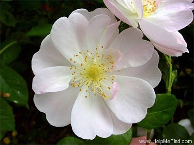 'Sourire d'Orchidée' rose photo