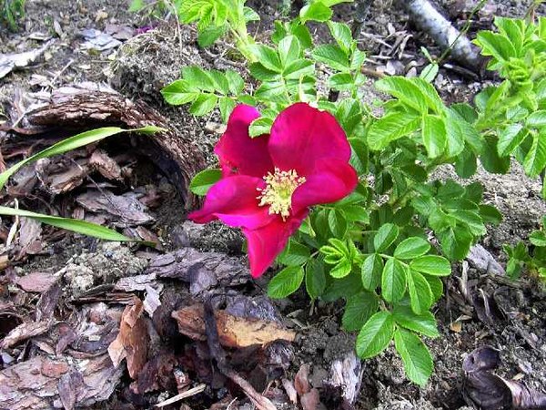 'Rugspin' rose photo