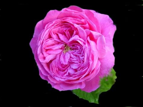 'Crested Sweetheart' rose photo