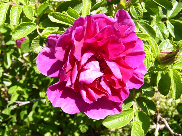'Roseraie de l'Haÿ' rose photo