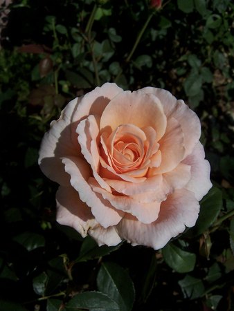 'Tamora (shrub, Austin, 1983)' rose photo