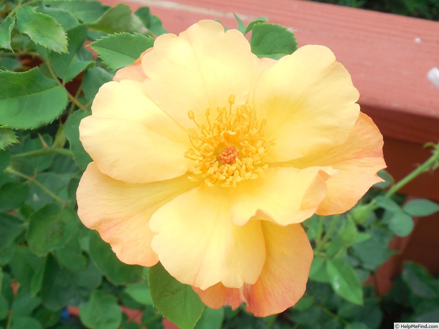 'Sunglow (mini-flora, Wells 2007)' rose photo
