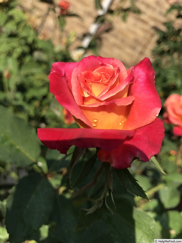 'Granada (hybrid tea, Lindquist, 1963)' rose photo
