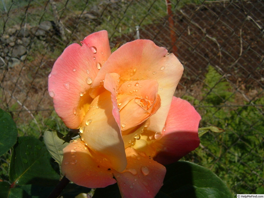 'Tahiti (hybrid tea, Meilland, 1947)' rose photo