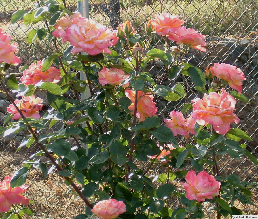 'Tahiti (hybrid tea, Meilland, 1947)' rose photo