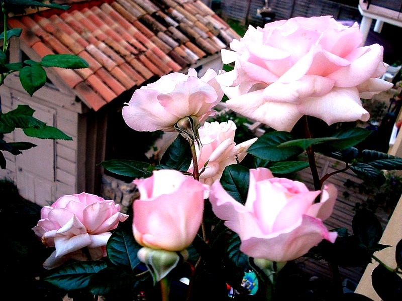 'Eve Ruggieri ®' rose photo
