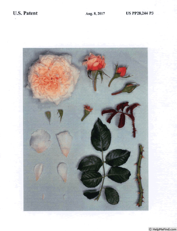 'KORcaseipp' rose photo
