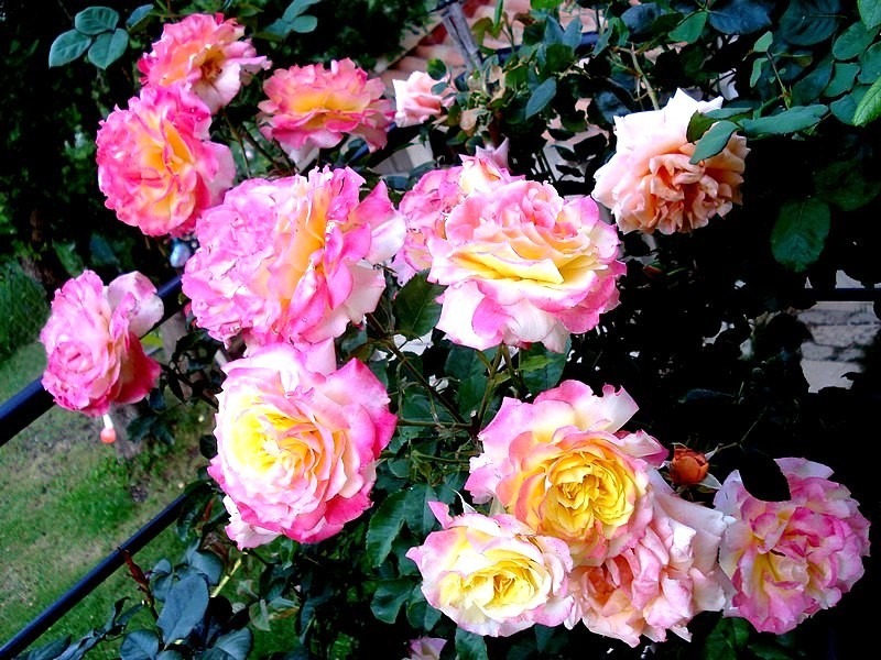 'Concours Lepine ®' rose photo