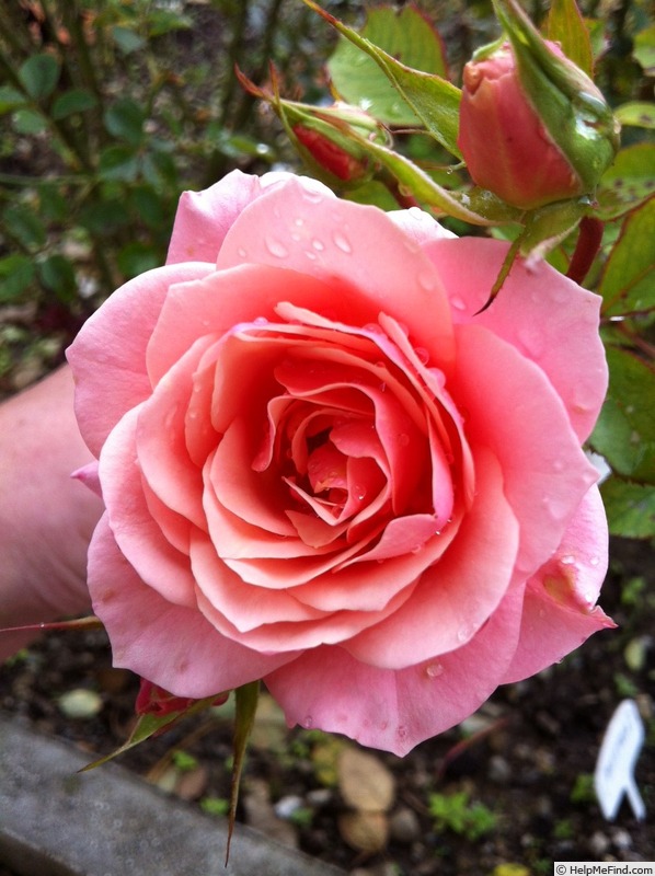 'Just Fit' rose photo