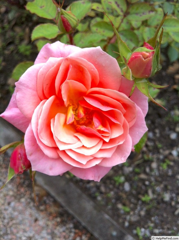 'Just Fit' rose photo