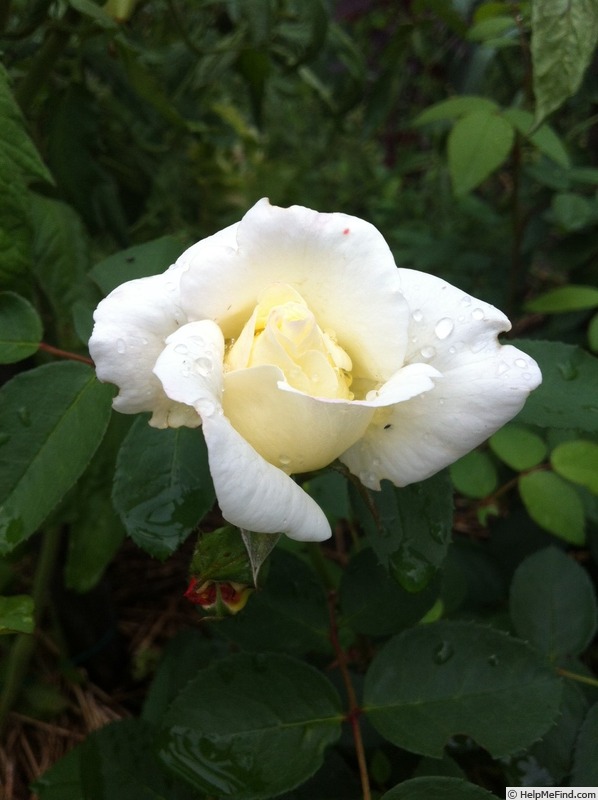'DPG-2016-kosgn-2' rose photo
