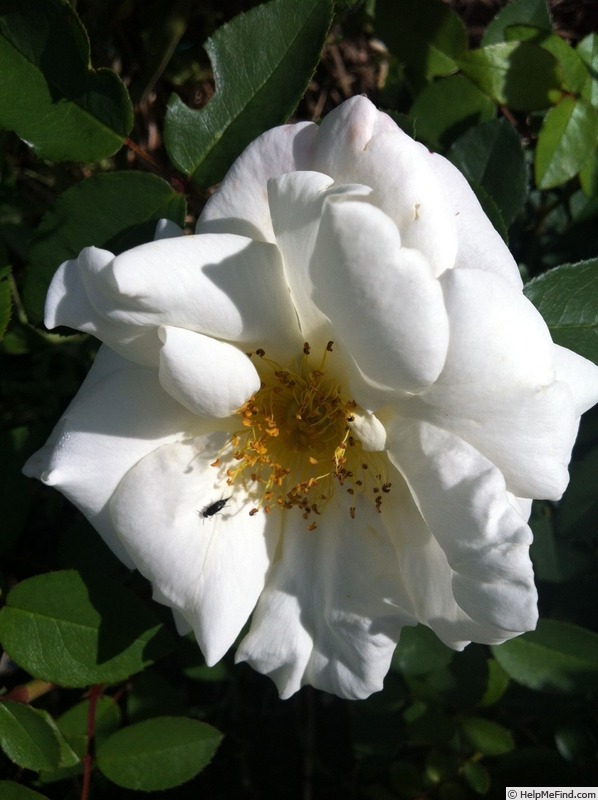 'DPG-2016-kosgn-2' rose photo