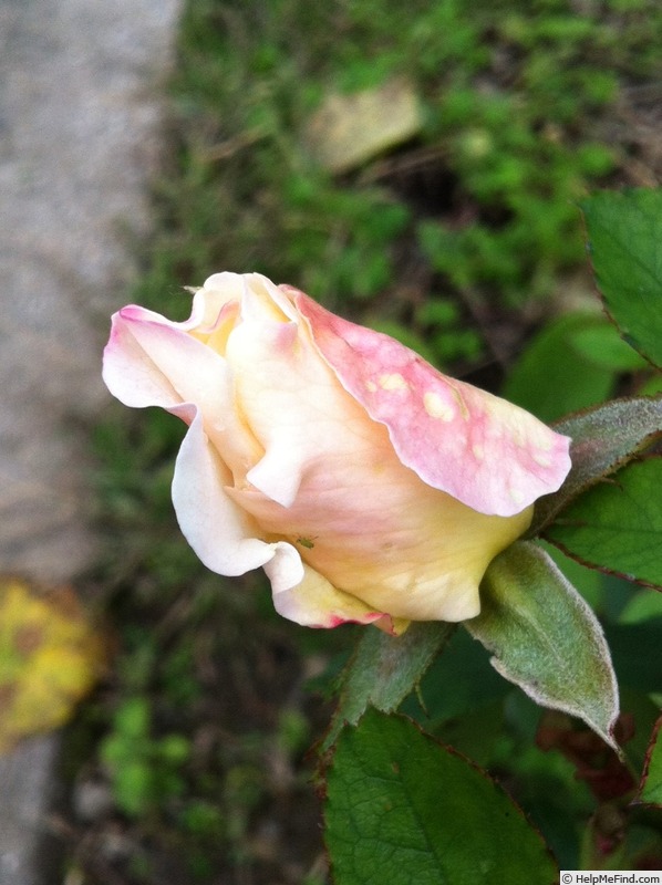 'DPG-2016-kosgn-2' rose photo