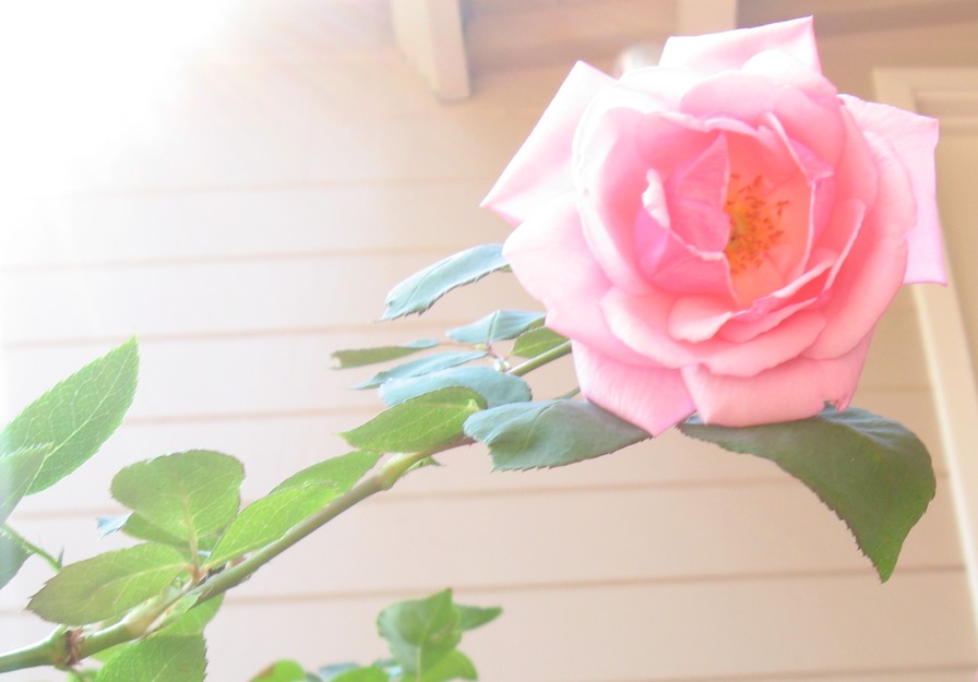 'Fourth Generation Garden'  photo