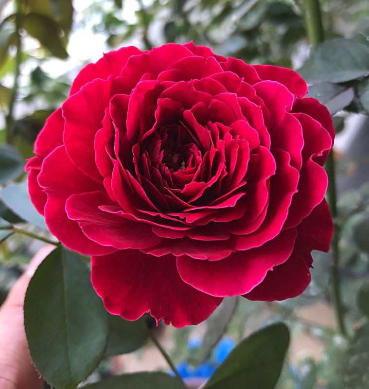 'Odysseia' rose photo