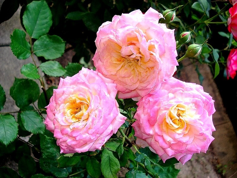'Laurent Voulzy ®' rose photo