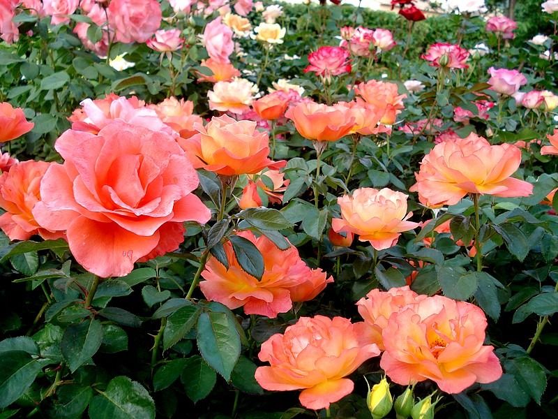 'Fellowship (floribunda, Harkness before 1988)' rose photo