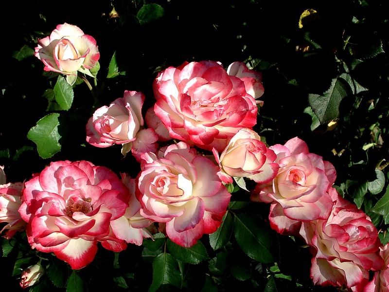 'Jubilé du Prince de Monaco ®' rose photo