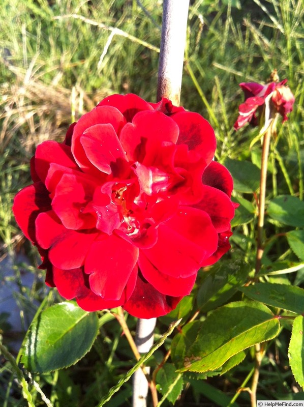 'A Knight in Black' rose photo