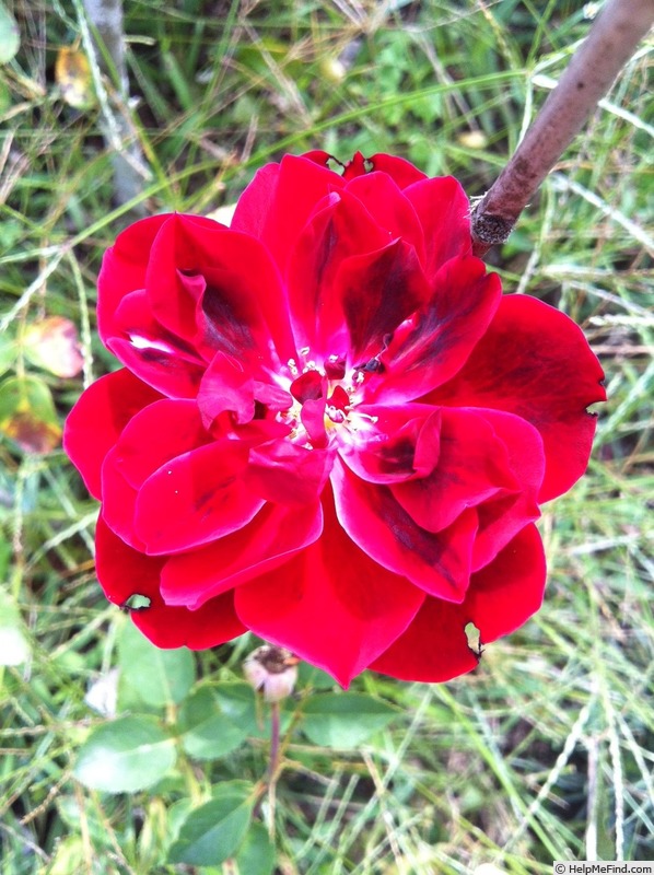 'A Knight in Black' rose photo