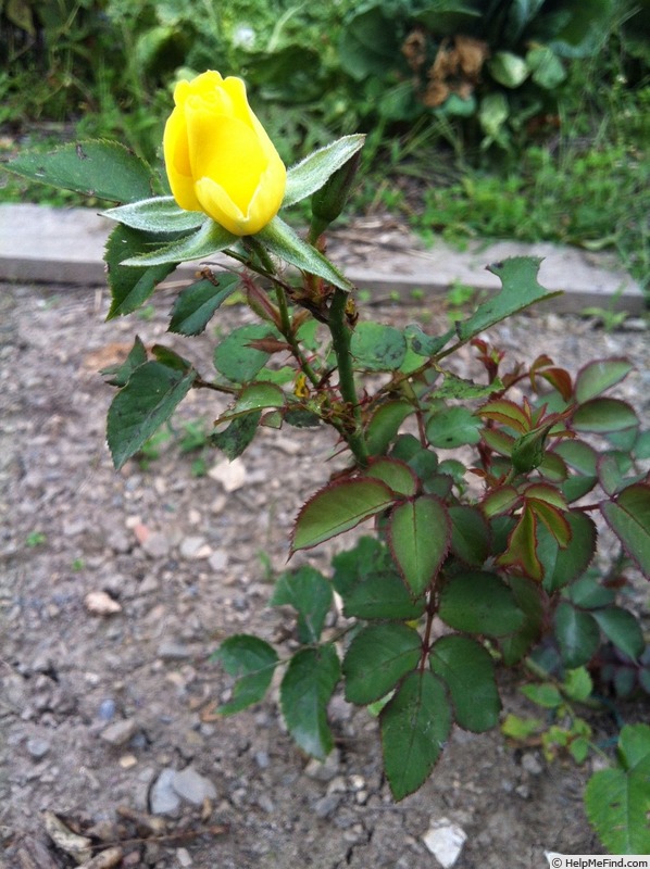 'DPG_fs 2_9' rose photo