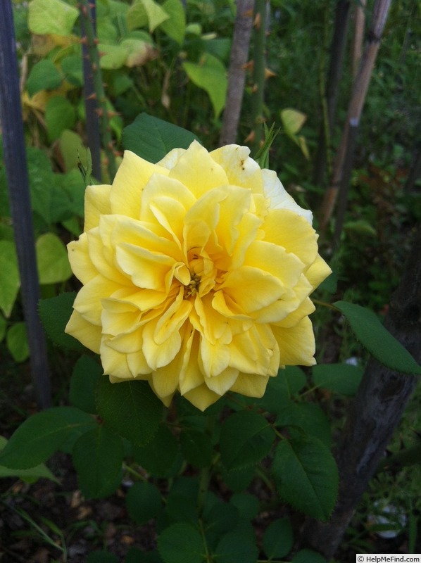 'DPG_fs 2_7' rose photo