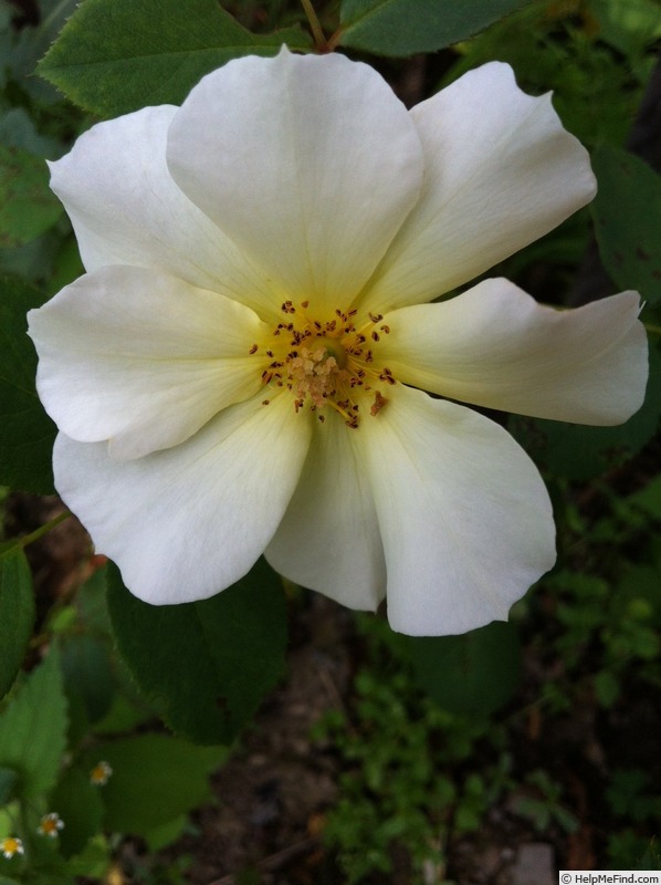 'DPG_fs 2_6' rose photo