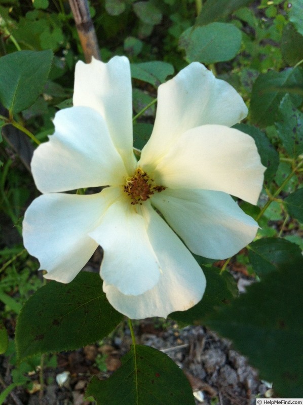 'DPG_fs 2_6' rose photo