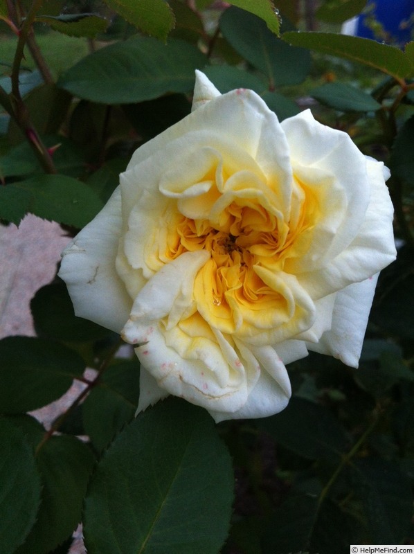 'Anima' rose photo