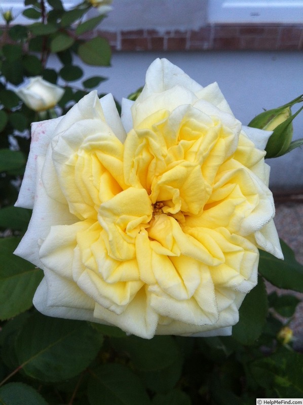 'Anima' rose photo