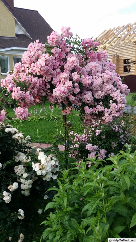 'Heavenly Pink ® (Hybrid Musk, Lens 1997)' rose photo