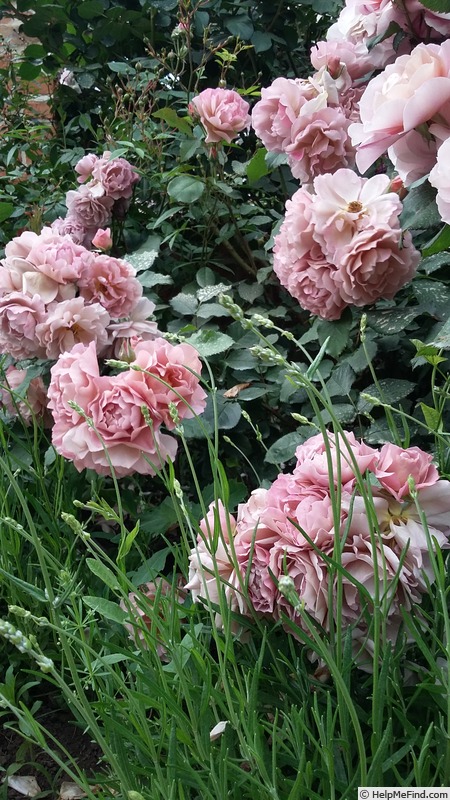 'Lavender Pinocchio (Floribunda, Boerner, 1948)' rose photo