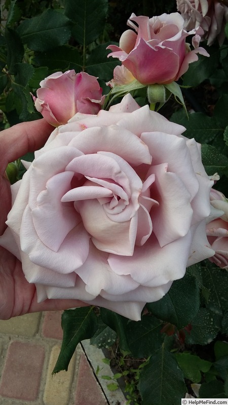 'Koko Loco (floribunda, Bedard, 2010)' rose photo