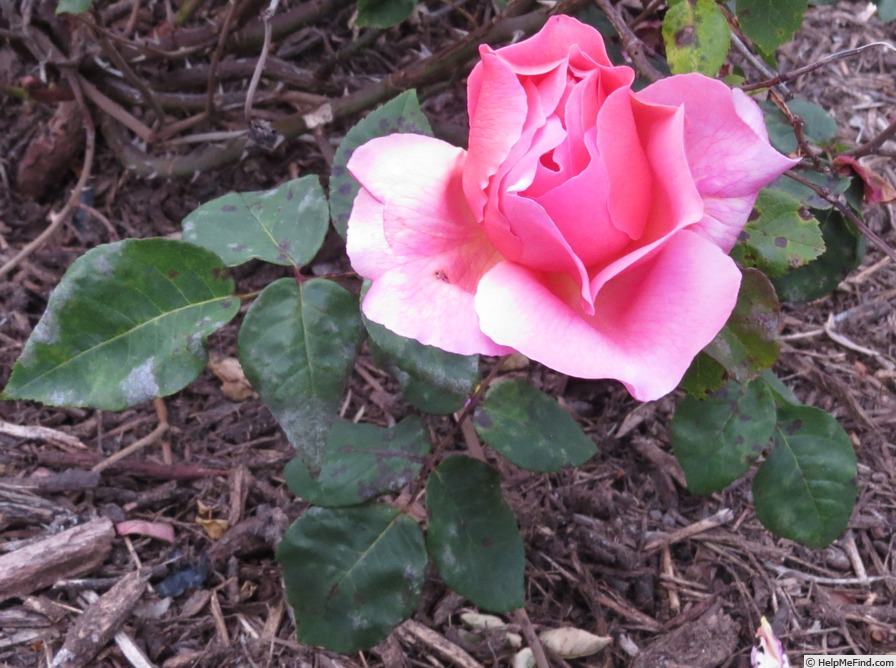 'Portadown Fragrance' rose photo