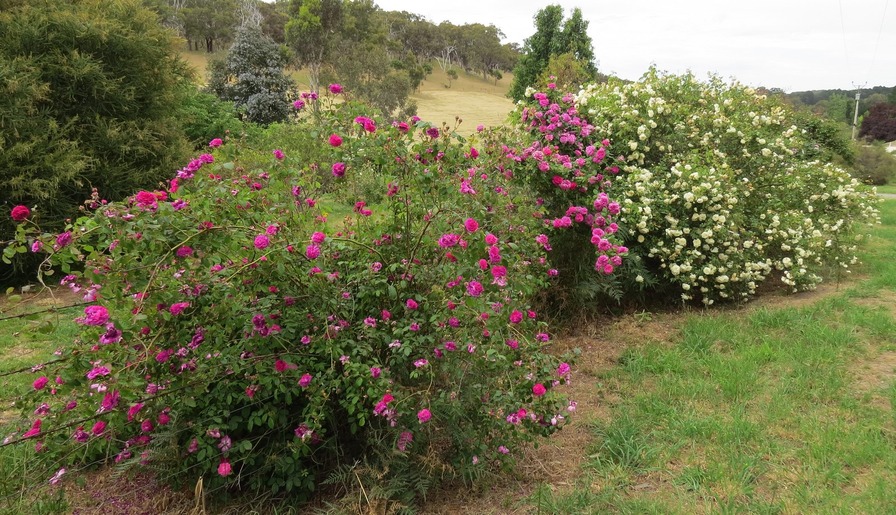 'Echo Ridge'  photo