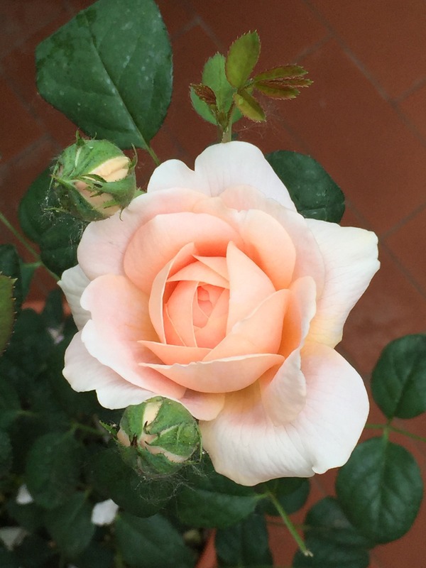 'Queen of Sweden' rose photo