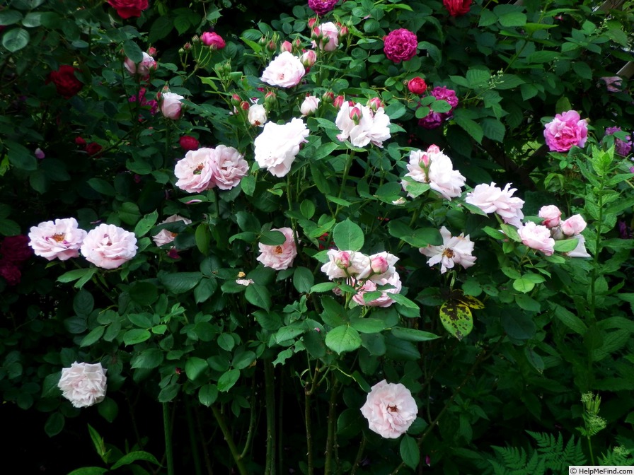 'Anna Scharsach (hybrid perpetual, Geschwind, 1890)' rose photo