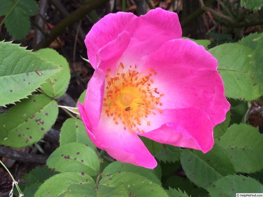 'Complicata' rose photo