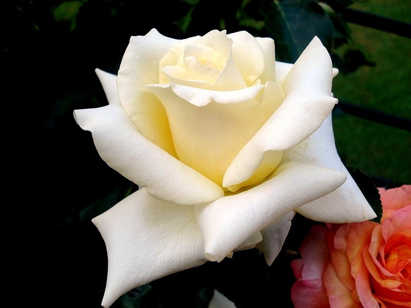 'Lemon Beauty ® (Hybrid Tea. Fryer. 2008)' rose photo
