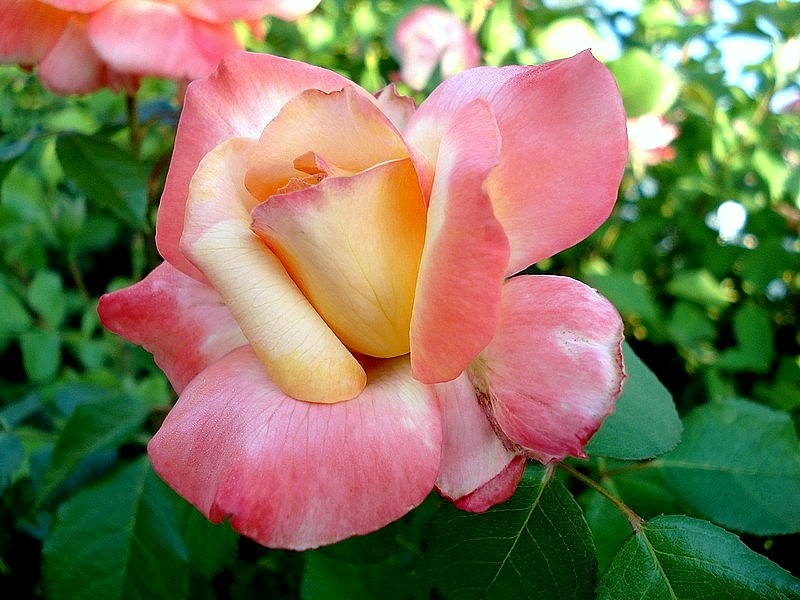 'Philippe Noiret ®' rose photo
