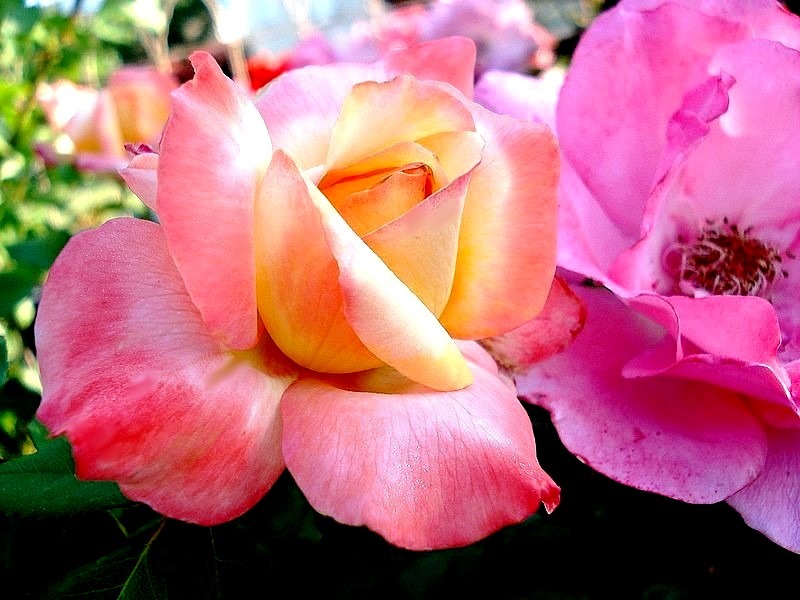 'Philippe Noiret ®' rose photo