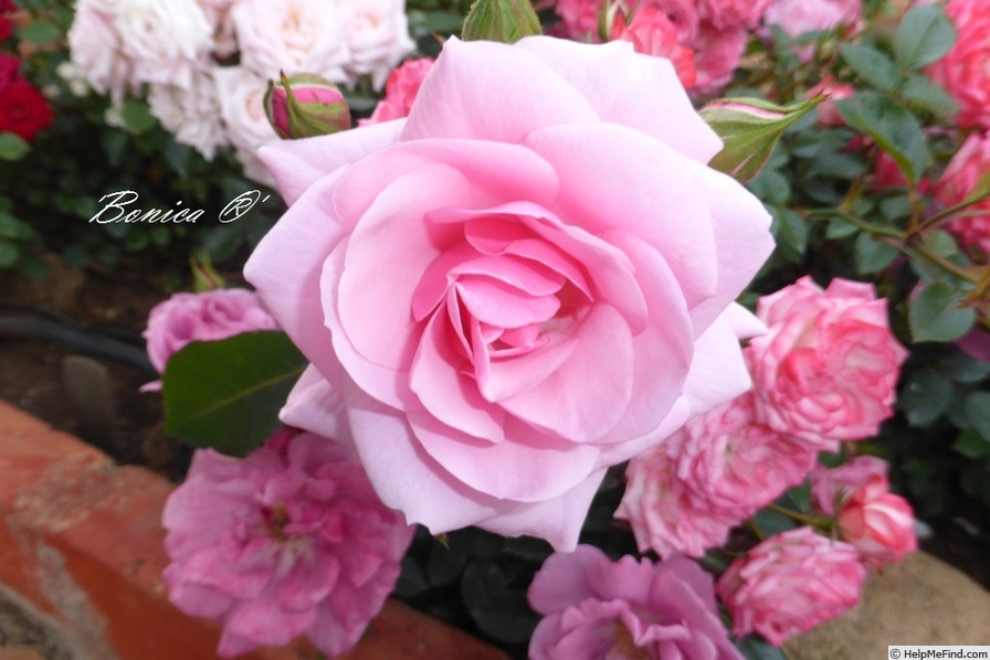 'Bonica ® (shrub, Meilland, 1975)' rose photo
