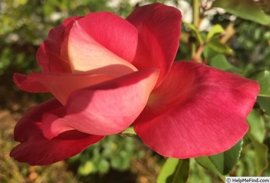 'Rosette Delizy' rose photo