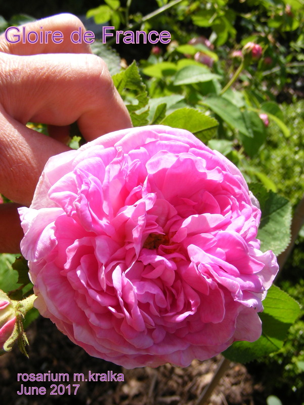 'Gloire de France (gallica, Hardy pre-1836)' rose photo