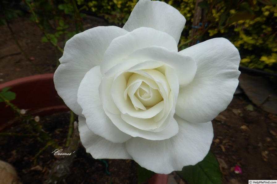 'Cosmos ® (hybrid tea, Combe/Meilland, 1994)' rose photo