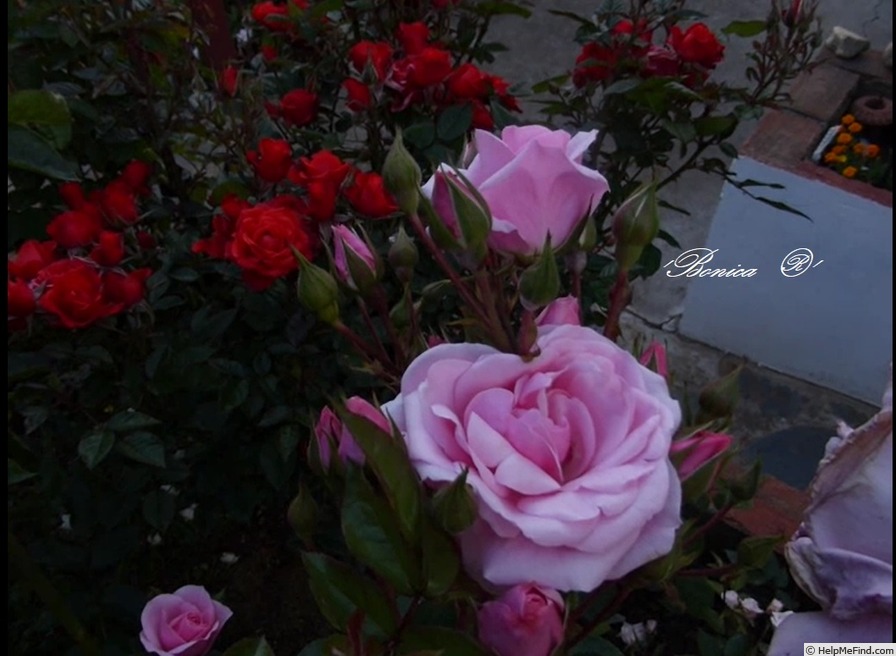 'Bonica ® (shrub, Meilland, 1975)' rose photo